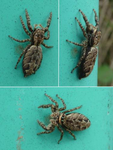 Marpissa muscosa